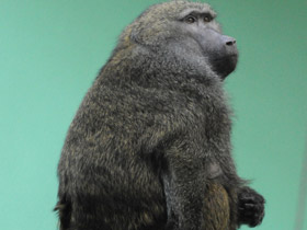 Фото Павиан-анубис