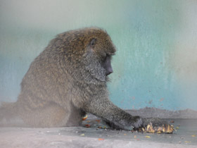Фото Павиан-анубис