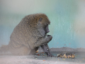 Фото Павиан-анубис