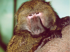 Фото Павиан-анубис