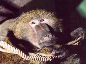 Фото Павиан-анубис