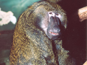 Фото Павиан-анубис