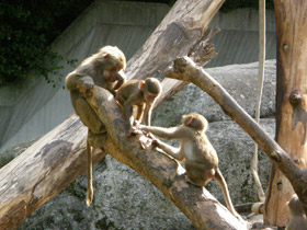 Смотреть фото Гамадрил Фото Гамадрил