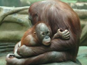 Суматранский орангутан Суматранский орангутан