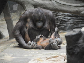 Смотреть фото Борнейский орангутан Фото Борнейский орангутан