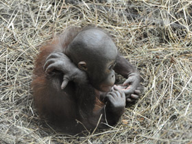 Смотреть фото Борнейский орангутан Фото Борнейский орангутан