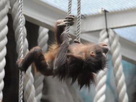Смотреть фото Борнейский орангутан Фото Борнейский орангутан