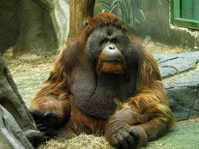 Смотреть фото Борнейский орангутан Фото Борнейский орангутан
