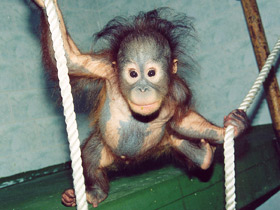 Орангутан