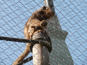 Смотреть фото Черный ревун Фото Черный ревун