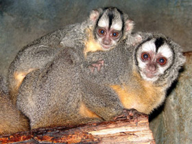 Смотреть фото Ночная обезьяна Фото Ночная обезьяна