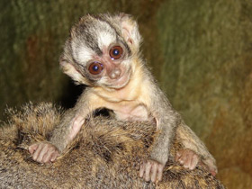 Смотреть фото Боливийская мирикина Фото Боливийская мирикина