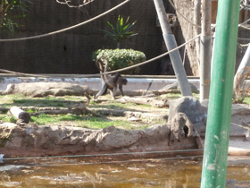 Смотреть фото Колумбийская коата Фото Колумбийская коата