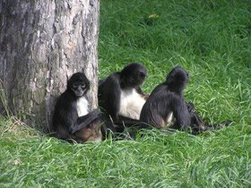 Смотреть фото Коата Жоффруа Фото Коата Жоффруа