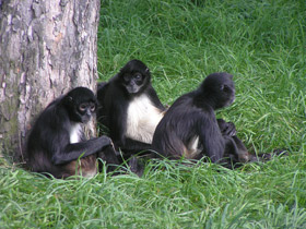 Смотреть фото Коата Жоффруа Фото Коата Жоффруа