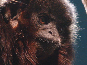 Смотреть фото Медный прыгун Фото Медный прыгун