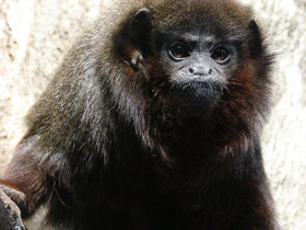 Смотреть фото Медный прыгун Фото Медный прыгун