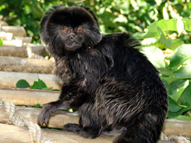 Смотреть фото Гельдиевая каллимико Фото Гельдиевая каллимико