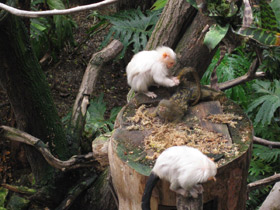 Смотреть фото Серебристая игрунка Фото Серебристая игрунка