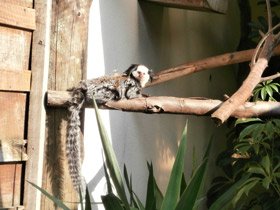 Фото Игрунка Жоффруа