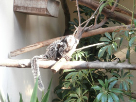 Фото Игрунка Жоффруа