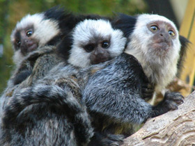 Фото Игрунка Жоффруа