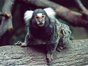 Смотреть фото Обыкновенная игрунка Фото Обыкновенная игрунка