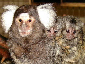 Обыкновенная игрунка