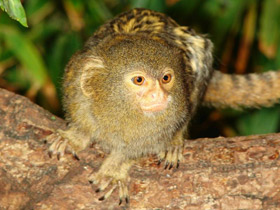 Смотреть фото Карликовая игрунка Фото Карликовая игрунка