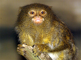 Смотреть фото Карликовая игрунка Фото Карликовая игрунка