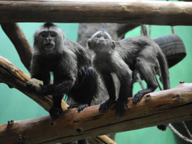 Смотреть фото Капуцин-плакса Фото Капуцин-плакса