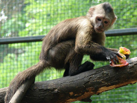 Смотреть фото Капуцин-плакса Фото Капуцин-плакса