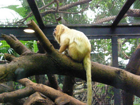 Смотреть фото Золотистая игрунка Фото Золотистая игрунка