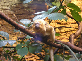 Смотреть фото Золотистая игрунка Фото Золотистая игрунка