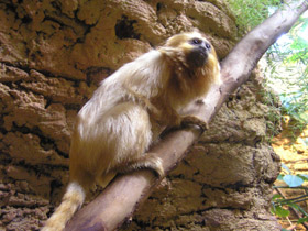 Смотреть фото Золотистая игрунка Фото Золотистая игрунка