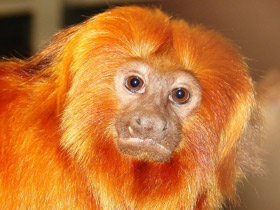 Смотреть фото Золотистая игрунка Фото Золотистая игрунка