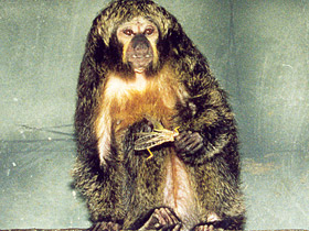 Смотреть фото Бледнолиций саки Фото Бледнолиций саки