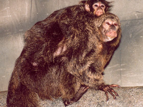 Смотреть фото Бледнолиций саки Фото Бледнолиций саки