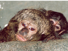 Смотреть фото Бледнолиций саки Фото Бледнолиций саки