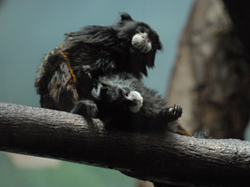 Смотреть фото Буроголовый тамарин Фото Буроголовый тамарин