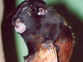 Смотреть фото Буроголовый тамарин Фото Буроголовый тамарин