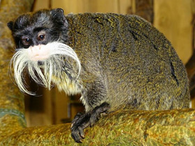 Смотреть фото Императорский тамарин Фото Императорский тамарин