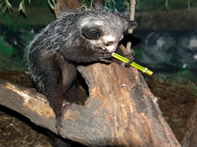 Смотреть фото Руконожка Фото Руконожка