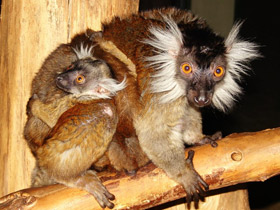 Смотреть фото Животные - символы Фото Животные - символы