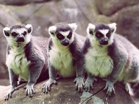 Кошачий лемур Кошачий лемур