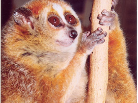 Фото Толстый лори