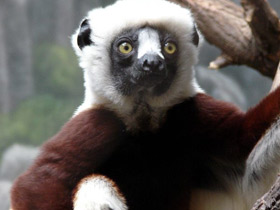 Сифака Кокереля Сифака Кокереля