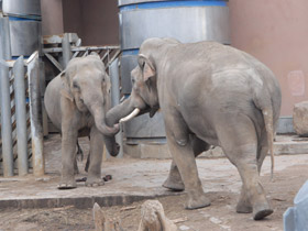 Смотреть фото Индийский слон Фото Индийский слон