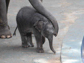 Индийский слон