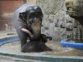 Смотреть фото Индийский слон Фото Индийский слон